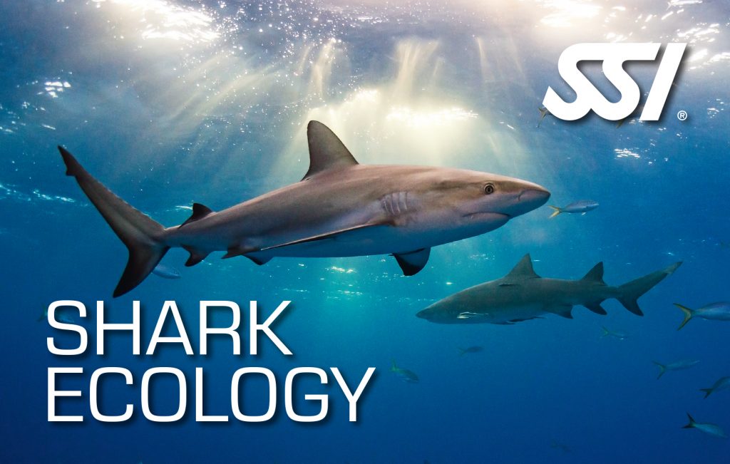 shark ecology conservación de tiburones