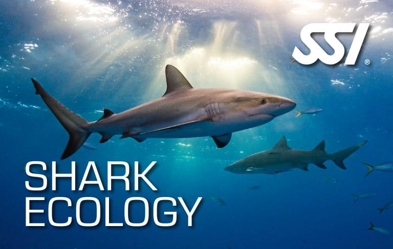 shark ecology conservación de tiburones