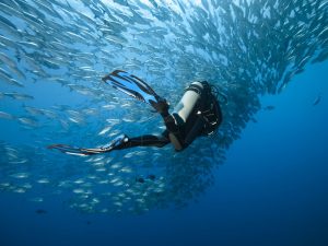 padi vs ssi