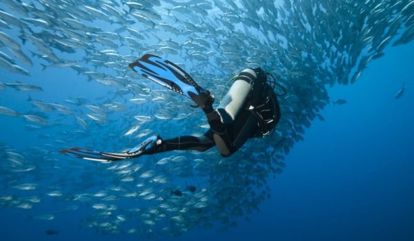 padi vs ssi