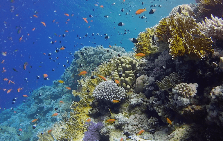 viajes de buceo