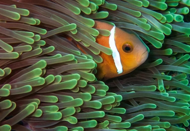 buceo en maldivas