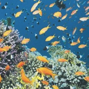 producto de buceo