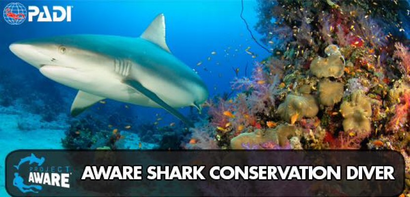 aware shark conservation padi