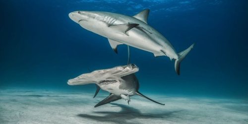 buceo con tiburones