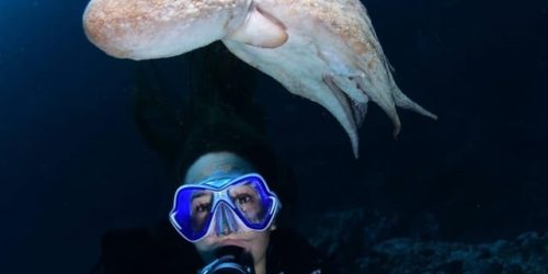 night diving