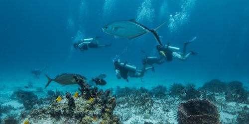 school-of-fish-with-divers-in-the-background-divi-2025-02-22-16-51-59-utc